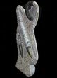 Fossil Goniatite & Orthoceras Sculpture - #71650-1